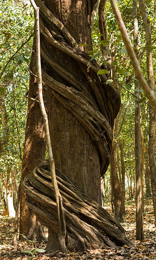 Chitwan - A Treasure of the Terai - SHASHANK BIRLA