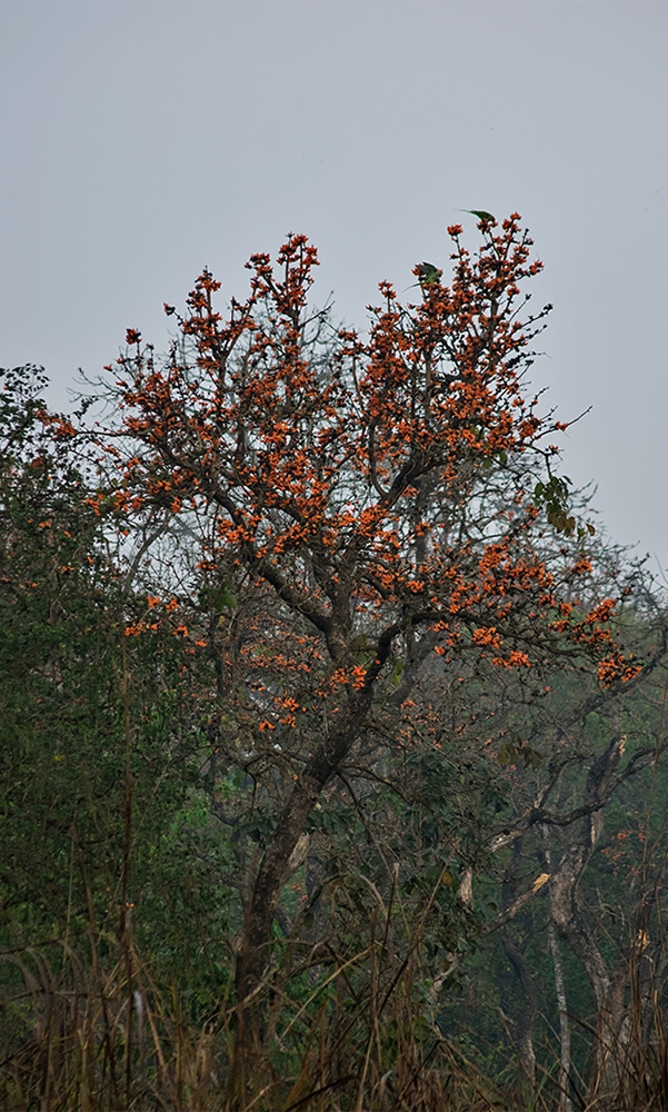 Chitwan - A Treasure of the Terai - SHASHANK BIRLA